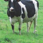 L’inquiétante hausse du prix de la viande bovine