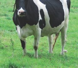 L’inquiétante hausse du prix de la viande bovine