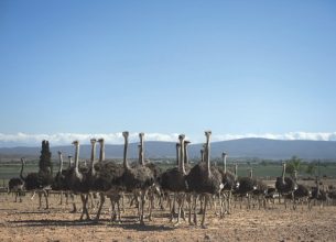 Les viandes alternatives : Des saveurs venues d’ailleurs