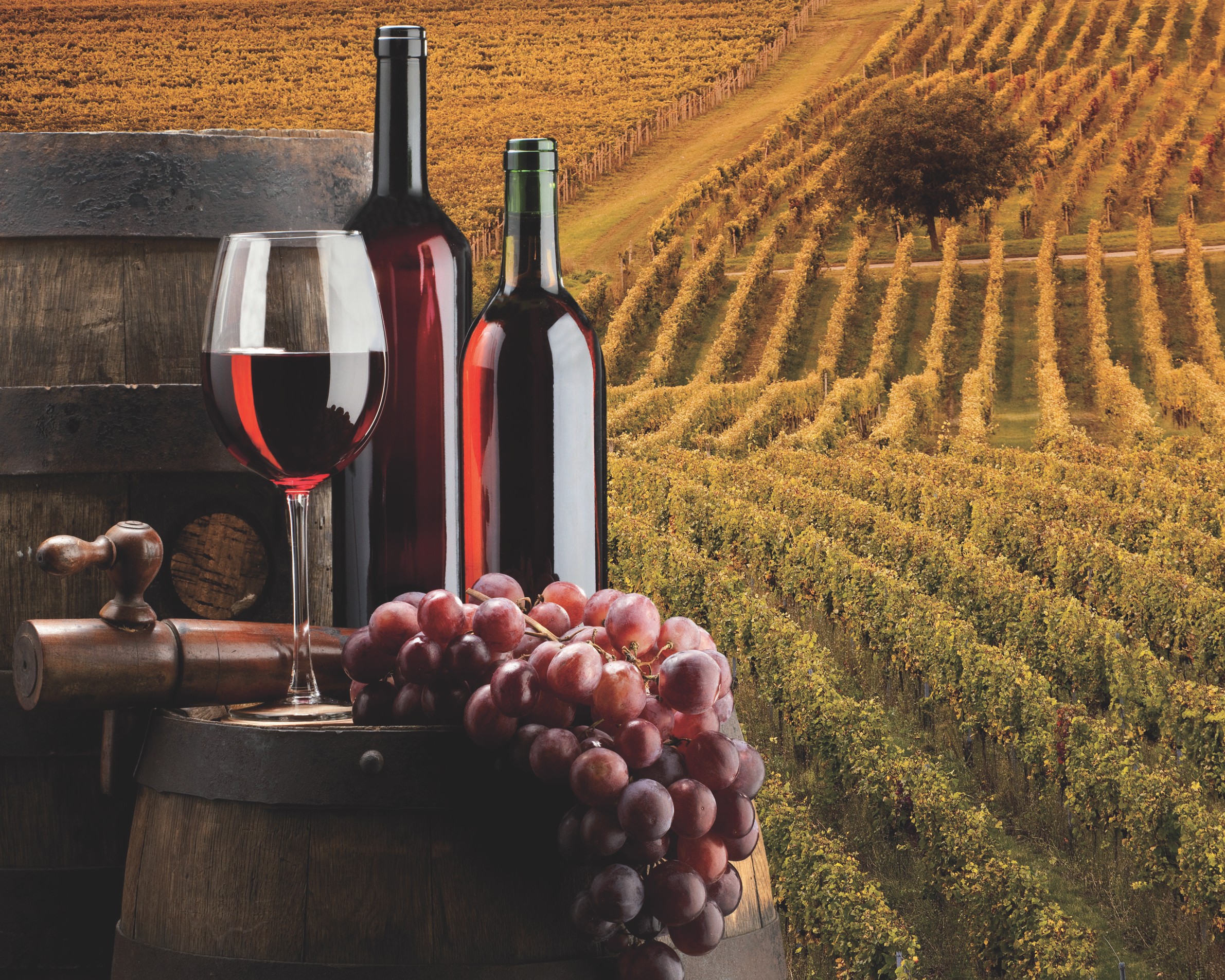 Bio ? Nature ?  Le vin dans tous ses états…