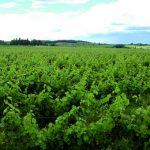 L’Anjou, surfe sur la Loire, l’habitat troglodytique, les vignobles… et le végétal