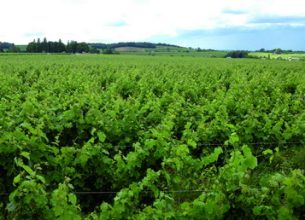 L’Anjou, surfe sur la Loire, l’habitat troglodytique, les vignobles… et le végétal