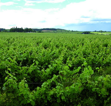 L’Anjou, surfe sur la Loire, l’habitat troglodytique, les vignobles… et le végétal