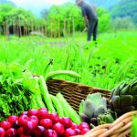 Utopies, réalités et avenir…