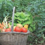 2013 : vers un grand boom de la consommation bio ?