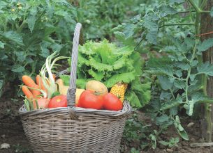 2013 : vers un grand boom de la consommation bio ?