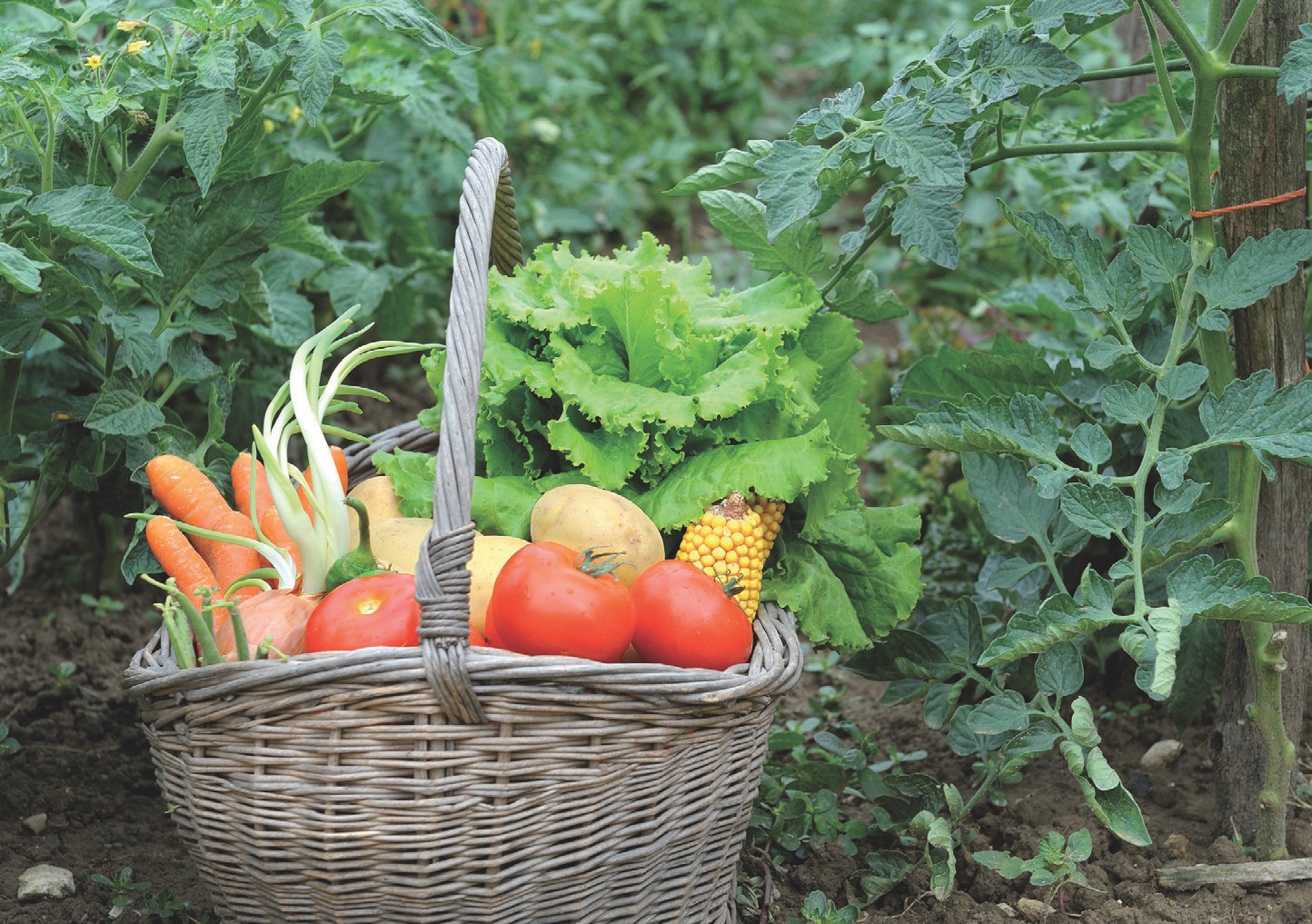 2013 : vers un grand boom de la consommation bio ?