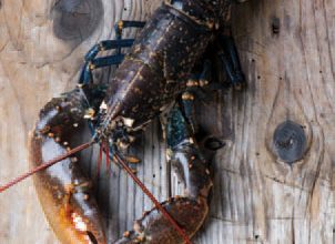 Les produits de la mer, trésor à préserver