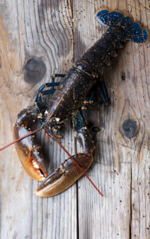 Les produits de la mer, trésor à préserver