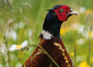 Utilisation de gibiers en restauration