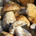 Les champignons sauvages frais en restauration