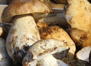 Les champignons sauvages frais en restauration