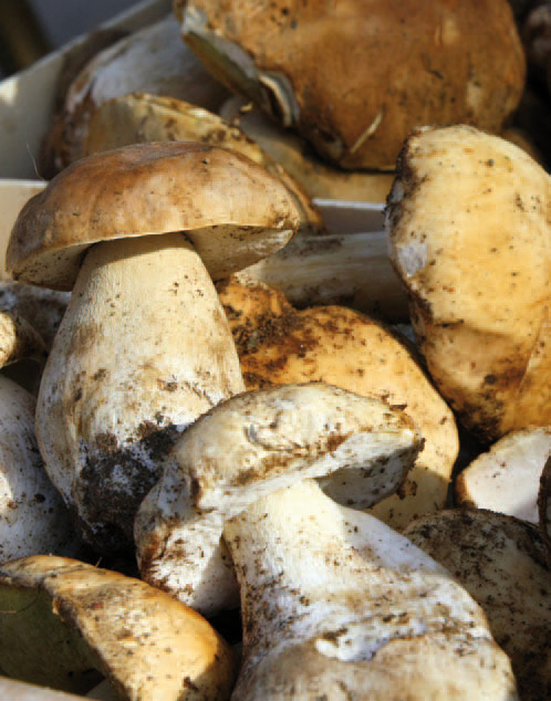 Les champignons sauvages frais en restauration