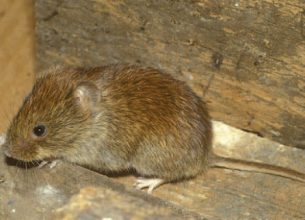 Systèmes de lutte contre les ravageurs