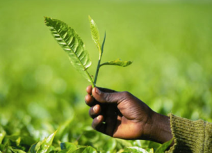 1er Forum Développement Durable par le Synhorcat/GNI