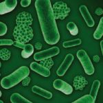 Analyse des risques alimentaires (biologie)