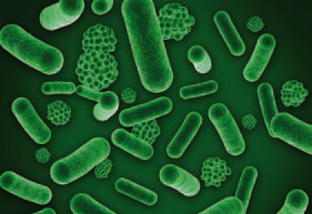 Analyse des risques alimentaires (biologie)