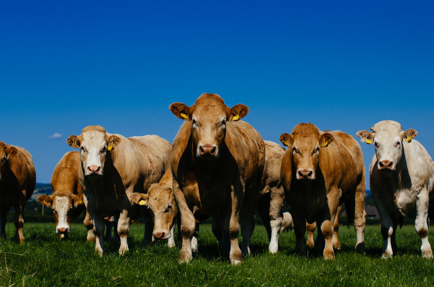 Bord Bia promeut le bœuf IGP « Irish Grass Fed Beef »