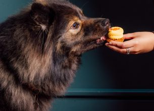 Journée mondiale du chien : ces hôtels et restaurants déroulent le tapis rouge aux compagnons à quatre pattes