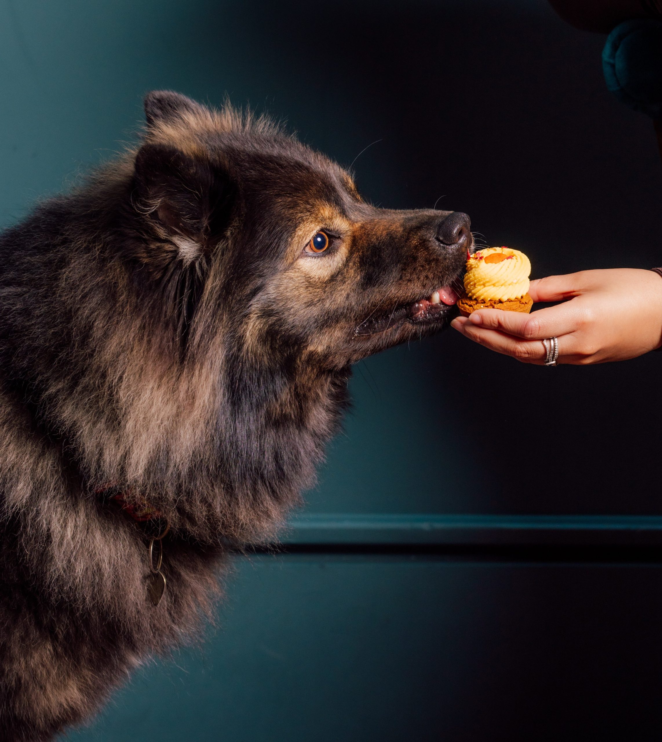 Journée mondiale du chien : ces hôtels et restaurants déroulent le tapis rouge aux compagnons à quatre pattes